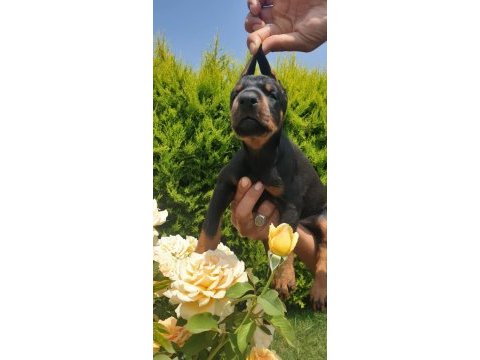 Sağlık ve ırk garantili doberman yavrularım