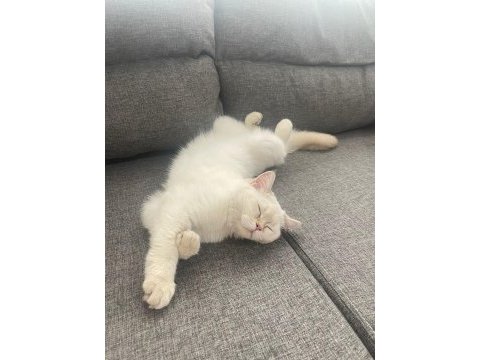 British longhair kedimiz için açıklamayı okuyunuz