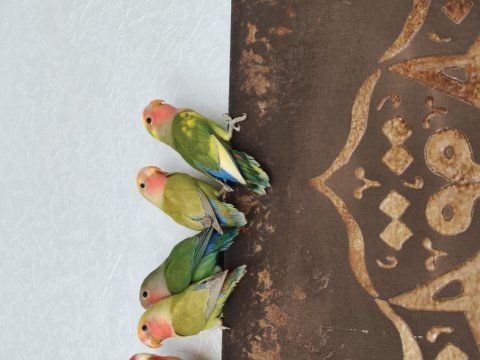 Çok sevimli eğitilmeye müsait sevda papağanlar
