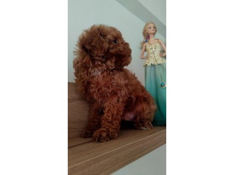 En güzelinden poodle bebeklerimiz hazır