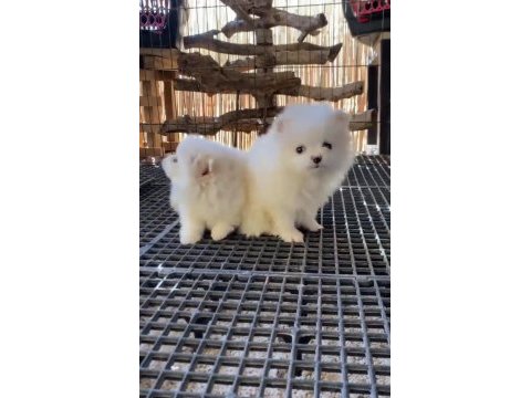 Pomeranian boo antaya pamuk şekerleri