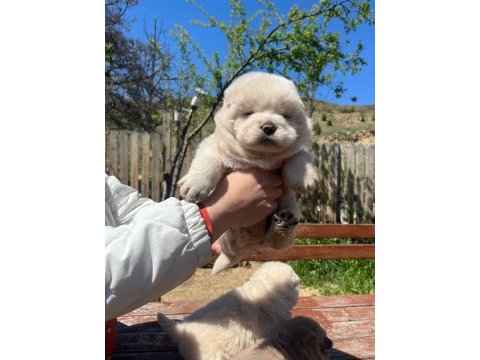Üst düzey chow chow yavruları