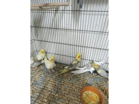 Sultan papağanı yavruları her renk mevcut