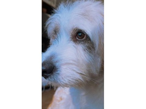 Tibetan terrier köpeğimiz