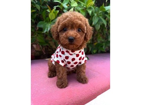 Toy poodle yavrularımız mıkroçıpli pasaportlu 