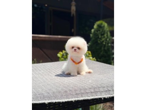 Kar beyaz pomeranian