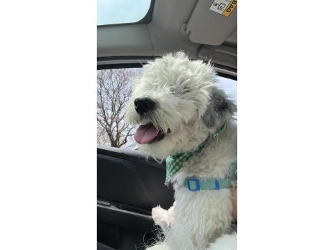 Ücretsiz sahiplendirilecektir terrier