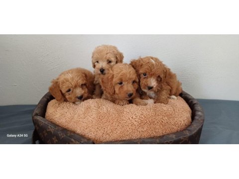 Maltipoo yavru