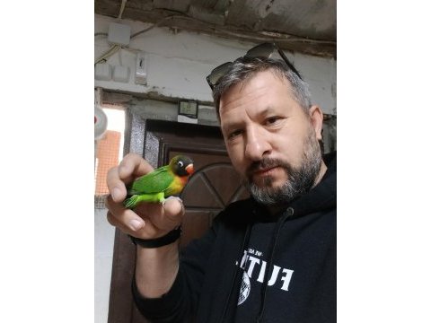 El besleme cennet ve sevda papağanı yavru