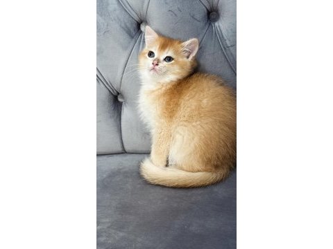 Ny11 ve ay11 safkan british shorthair golden bebekler