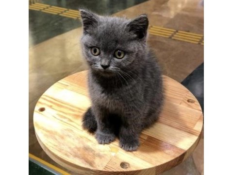 Sevimli british shorthair