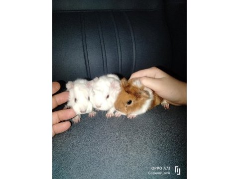 Gunepig kaliteli kırmızı göz peruvan cororenet