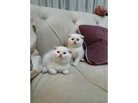 Britısh shorthair ve scottish fold bebekler