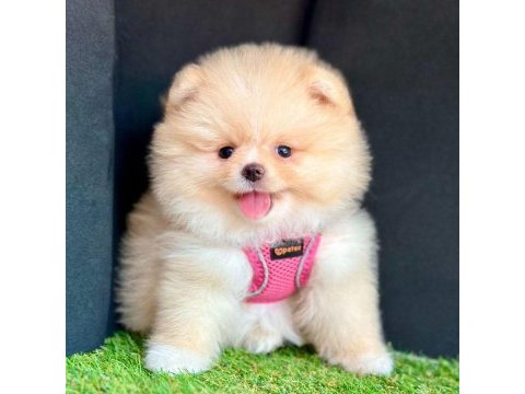 Sevimli pomeranian boo yavrularımız