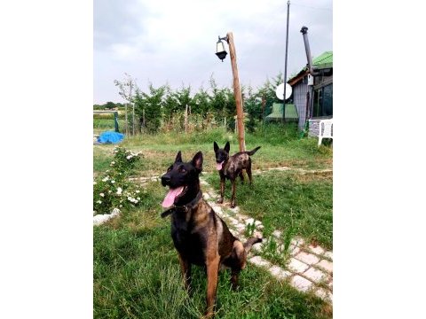A+ kalite safkan malinois yavruları