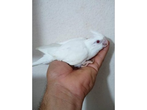 Lutino sultan papağanı yavruları