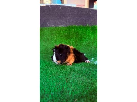 Rengarenk sevimli ginepigler