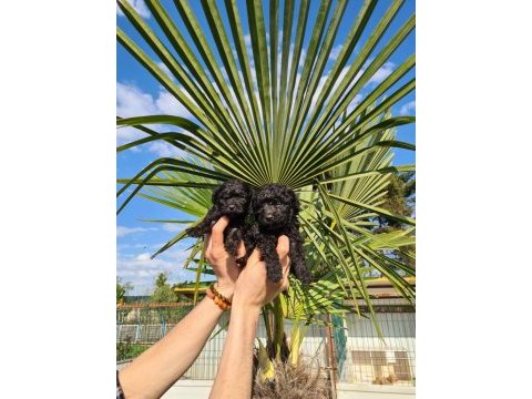 Siyah (black) poodle yavrularımız
