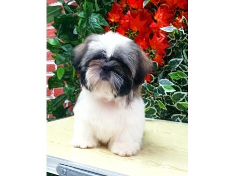 Mini shih-tzu yavrularımız