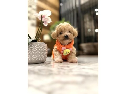 Tatlı mı tatlı maltipoo bebişler