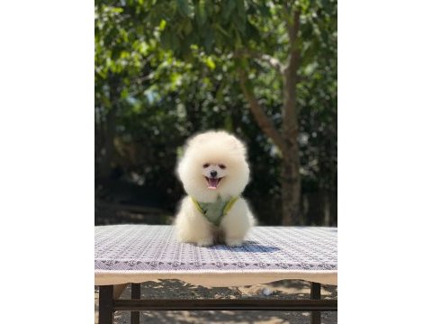 Evlerinize getirecek pomeranian boo yavrularımız hazır