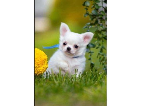Longhair wc eğitimli chihuahua