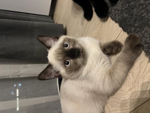 Kendini sevdiren sıcak kanlı beyaz scottish fold
