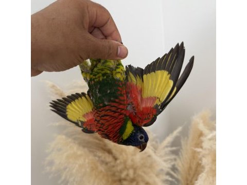 Lori papağanı yavru
