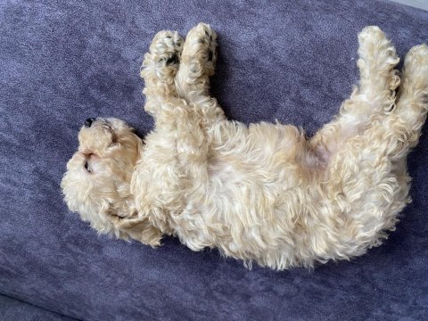 58 günlük poodle