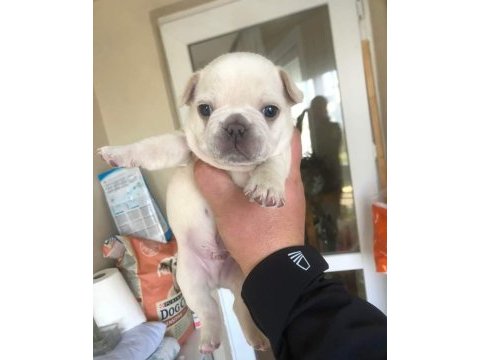 Exotic french bulldog