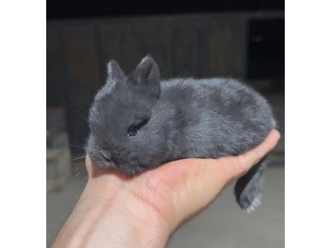 Safkan cüce tavşanlar (netherland dwarf)