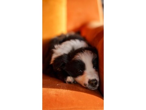 Border collie yavrular
