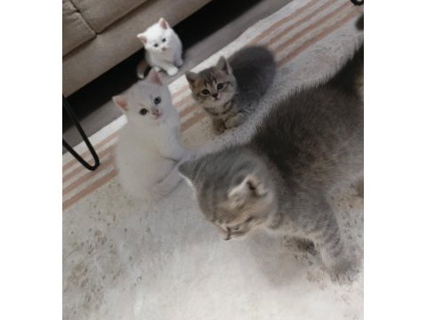 British shorthair kedisi