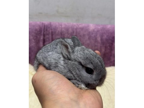 Cüce netherland dwarf tavşanlarımız