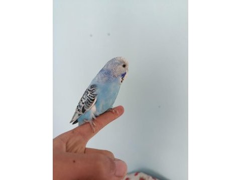 Yavru muhabbet kuşu 3 aylık