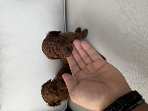 Toy poodle (2-3 kiloyu kesinlikle geçmez)