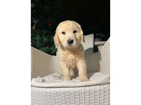 Orjinal golden retriever yavrusu