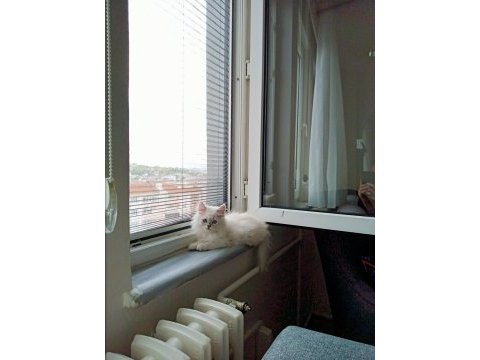 2 aylık safkan british longhair