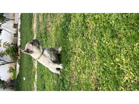 Yavru fazlalıktan french bulldog