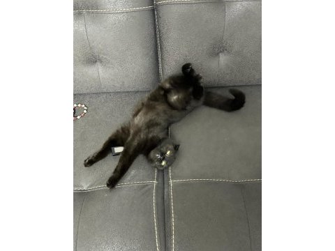 Siyah scottish fold kızımıza yuva arıyoruz
