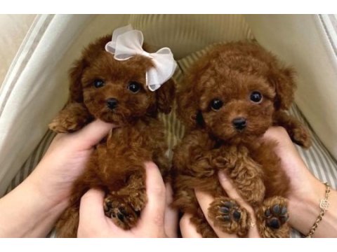 Core poodle yavrularım yeni evini bekliyor