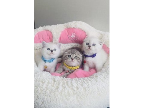 A kalite kedi isteyenlere buraya !