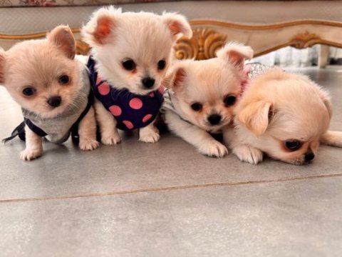 Harika chihuahua yavruları