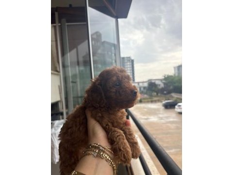 Minik poodle yavru yeni yuvalar arıyoruz 50 günlük