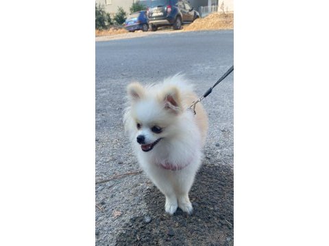 Sahiplendirilecek pomeranian köpeğimiz hera