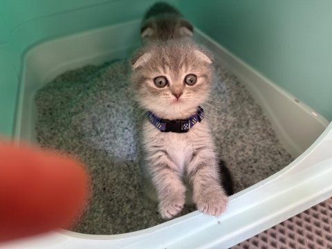 47 günlük dünya tatlısı yavru scottish fold kediler