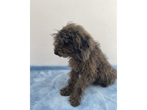 Egzotik güzellik poodle