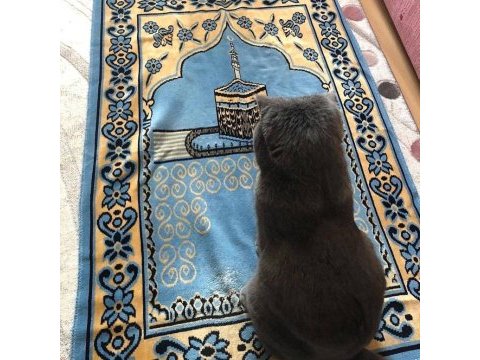 British shorthair kral şakir