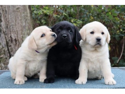 Labrador retriever yavrular teslime hazır