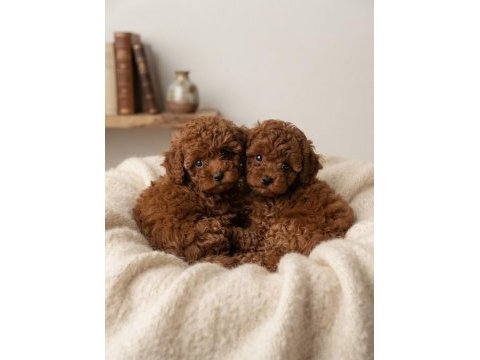 Toy poodle köpeklerimiz